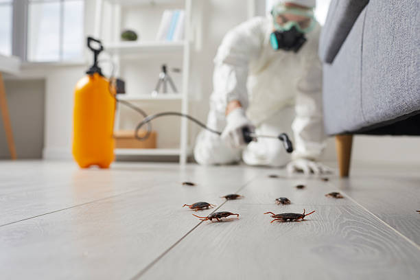 Commercial Kitchen Cockroach Control in Big Pine